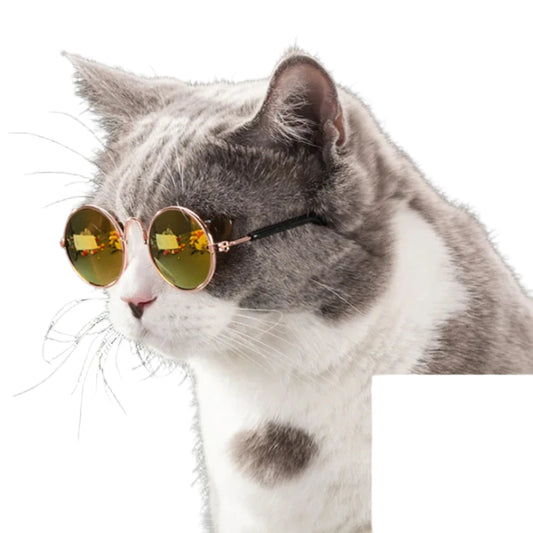 Pet Sunglasses